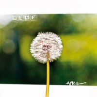Eilanden 2 - Bløf