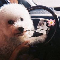 something - gnash