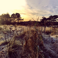 Make You Feel My Love - Ane Brun