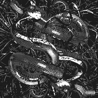 Champion - Backwood Boy, Black Prime