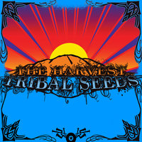Night Raver - Tribal Seeds