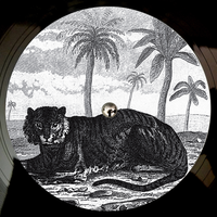Try the Impossible - Tigerskin