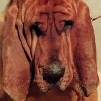 The Floor - Ty Segall