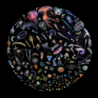 Manta Ray - J. Ralph, Antony
