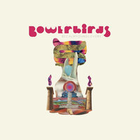 Moon Phase - Bowerbirds