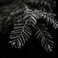 Cutter - Rivulets, Aarktica