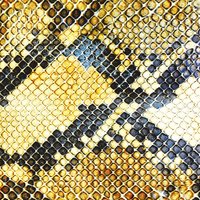 The Amazing Snakeheads
