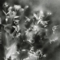 To Violets - Jacaszek