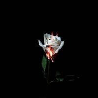 No Disappointments - Tvbuu