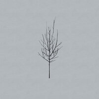 Congregation - Low