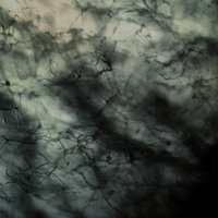 Detritus - Keluar